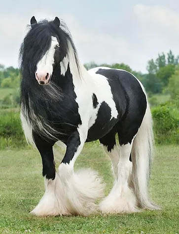 The Majestic Friesian-Gypsy Vanner Crossbreed - A Perfect Union of Grace and Strength